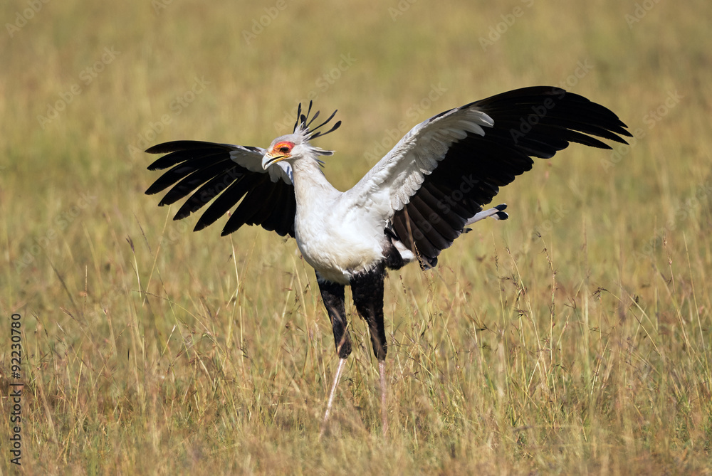 Obraz premium Secretarybird