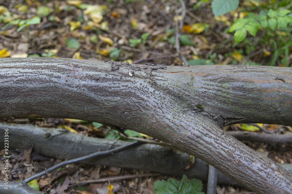 Wald Wald
