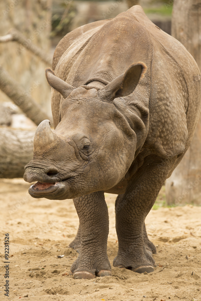 Portrait Indian rhinoceros, Rhinoceros unicornis
