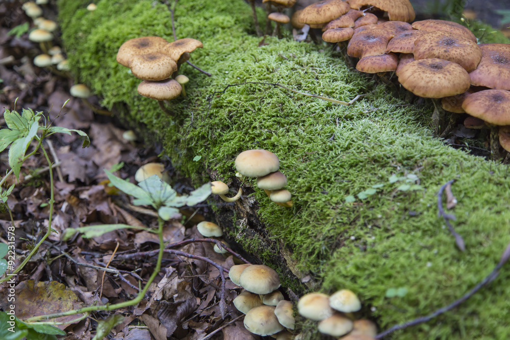 Fototapeta premium Pilze im Wald