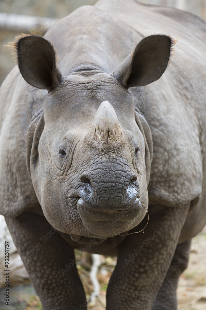 Naklejka premium Portrait Indian rhinoceros, Rhinoceros unicornis