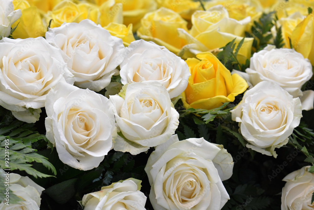 White roses Close up White roses Close up