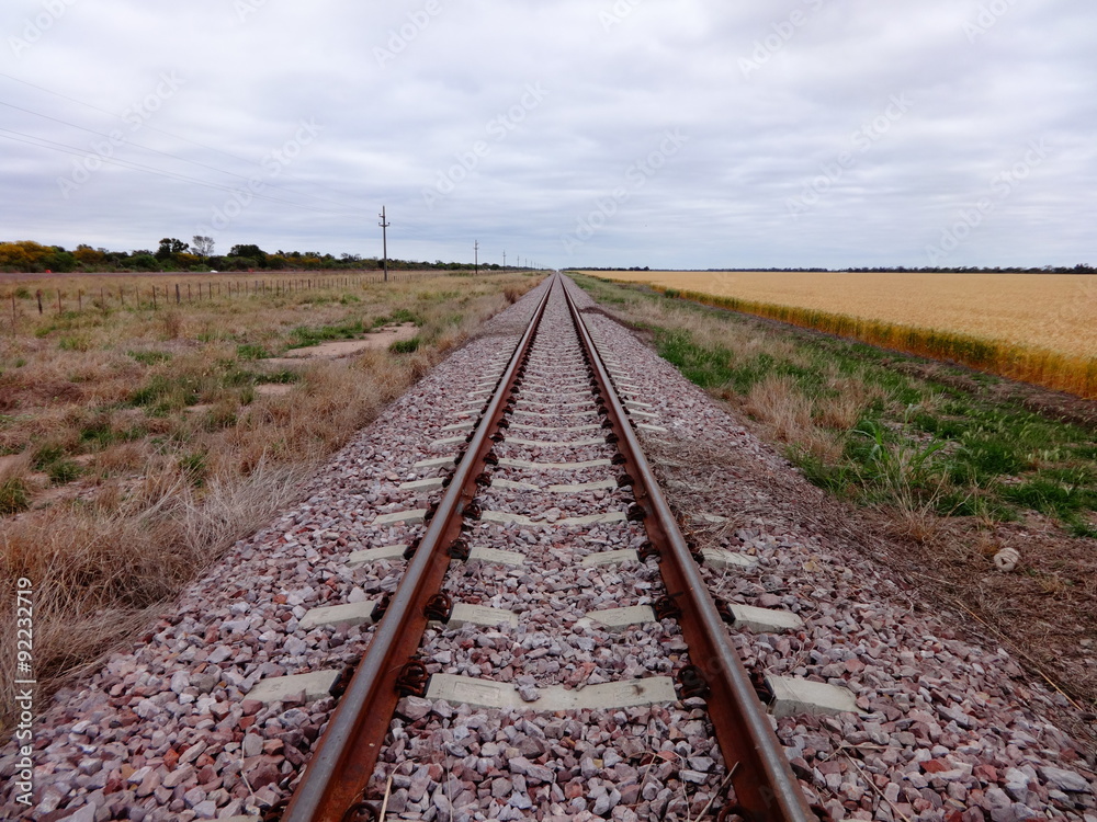 Fototapeta premium Rieles en el medio del campo de siembra de trigo