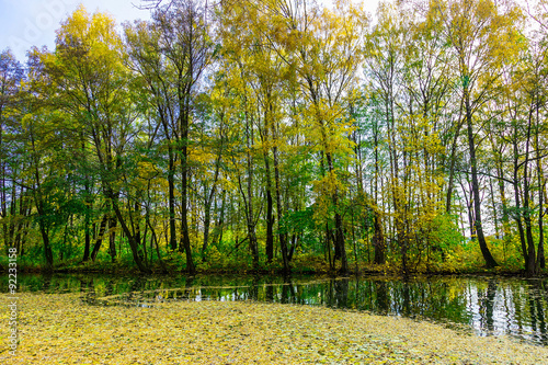 Colourful Trees and Bushes near the Lake with Fallen Yellow Leaves in Public Park in Autumn