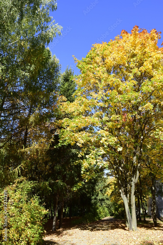 Fototapeta premium осенний день