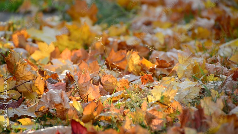 autumn maple leaves on ground autumn maple leaves on ground