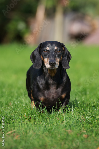 old dachshund dog outdoors