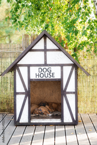 Fototapeta Naklejka Na Ścianę i Meble -  puppies sleeping in a dog house