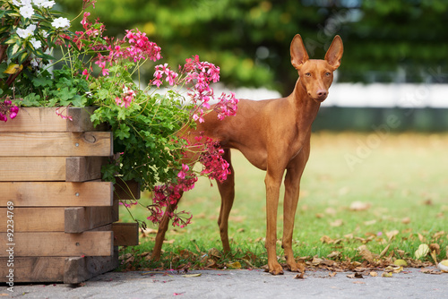 beautiful cirneco dell etna dog outdoors photo