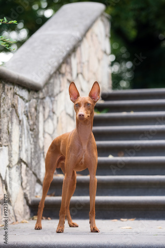 beautiful cirneco dell etna dog outdoors © otsphoto