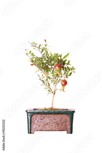 Pomegranate bonsai
