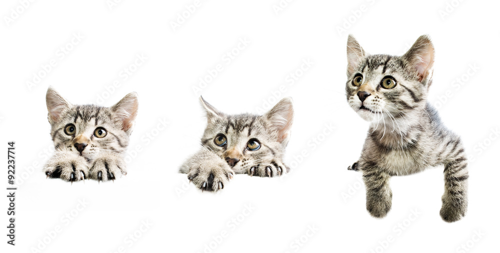 Collection of kittens above white banner