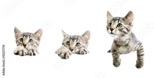 Collection of kittens above white banner