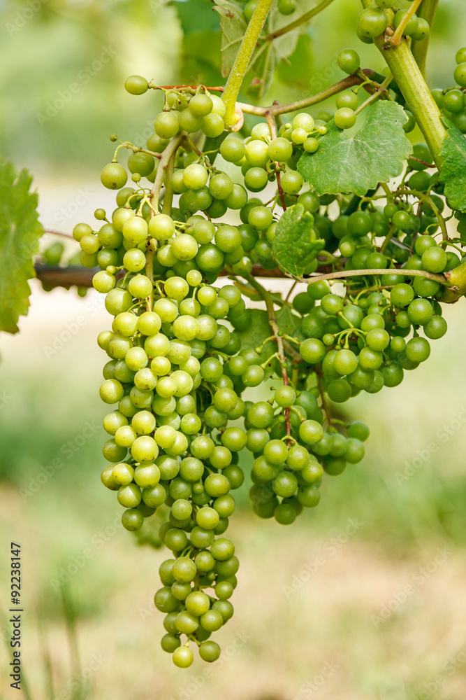 Green Hárslevelű (linden leaf) grape clusters in vineyard