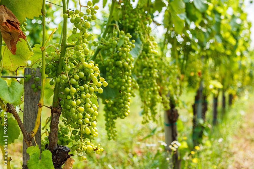 Green Hárslevelű (linden leaf) grape clusters in vineyard