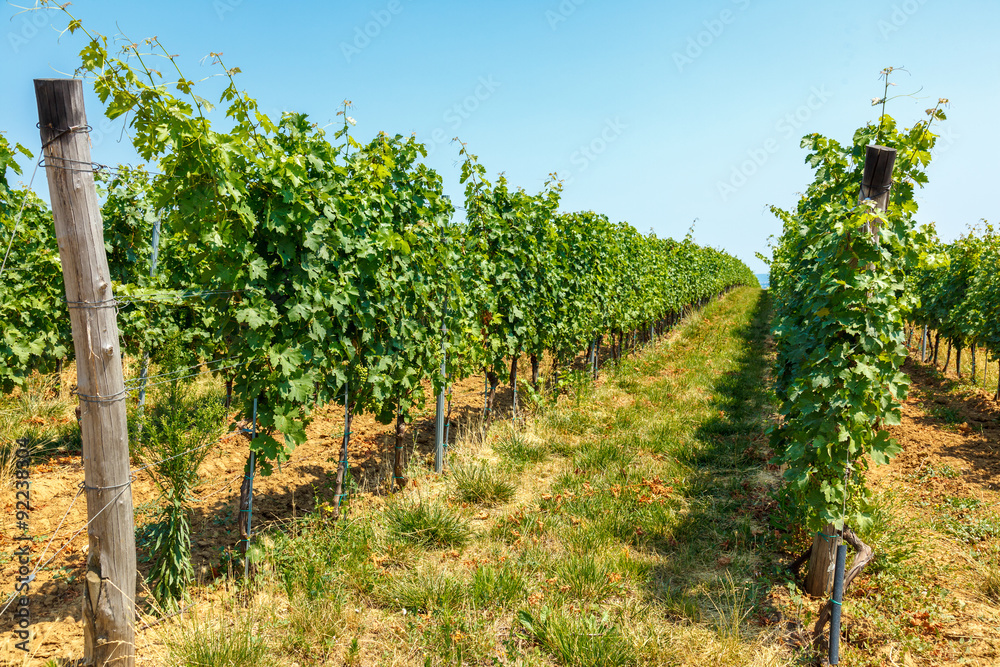 Blauer Portugeiser grapes in vineyard