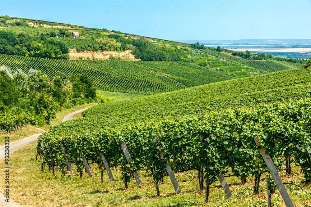 Merlot grapes in a vineyard in Villány, Hungary