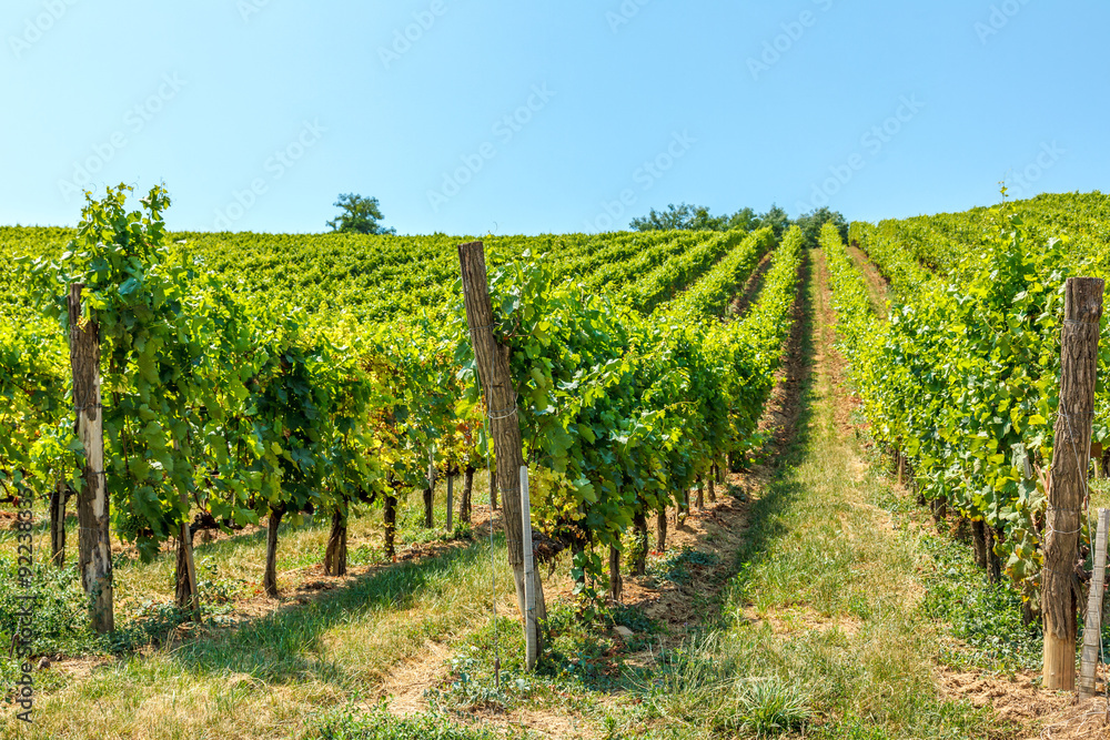 Blauburger grapes in a vineyard in Hungary