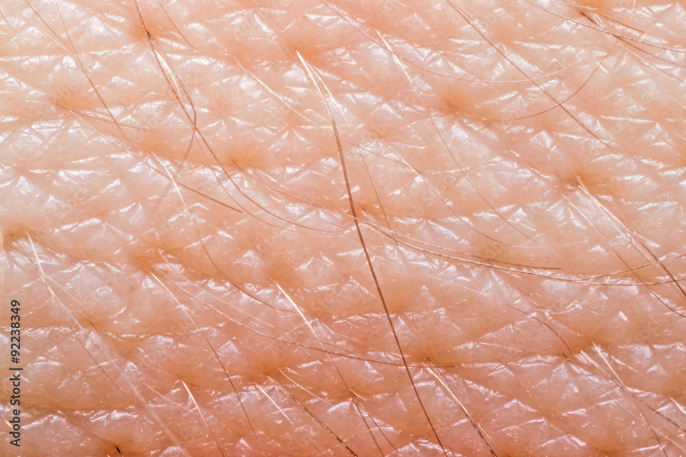 Fototapeta premium Human skin macro