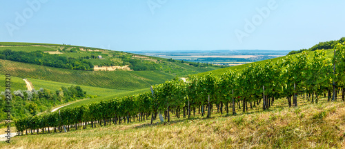 Merlot grapes in a vineyard in Villány, Hungary