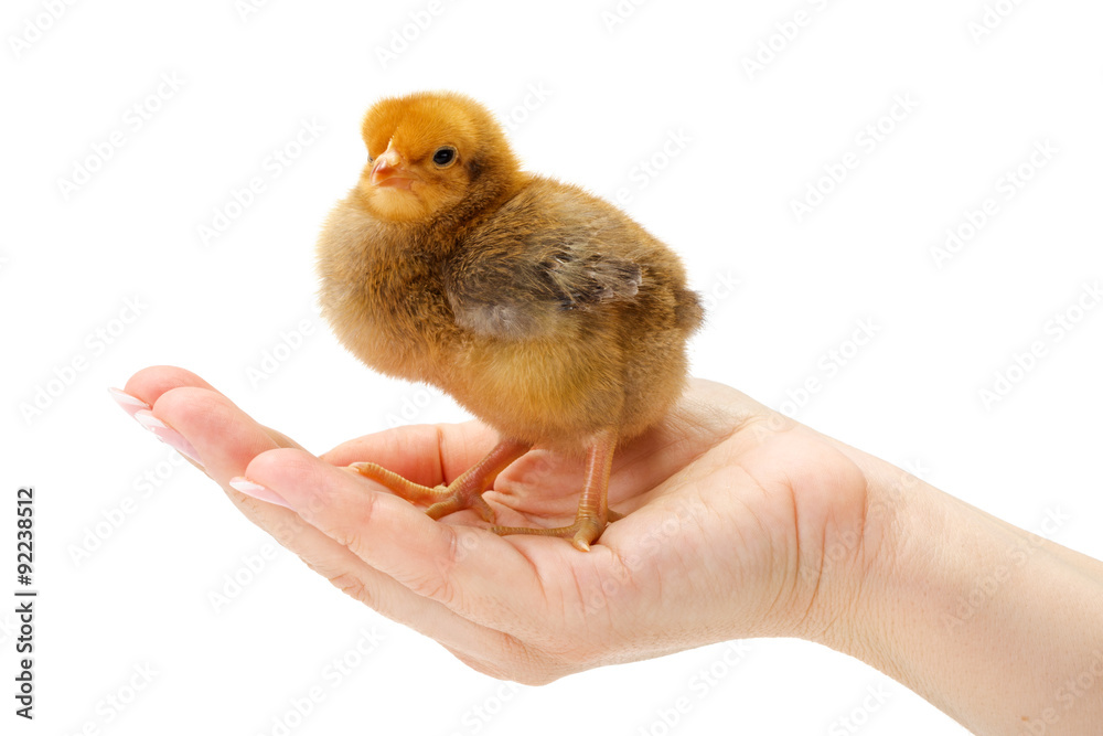 Obraz premium Newborn brown chicken standing in human hand