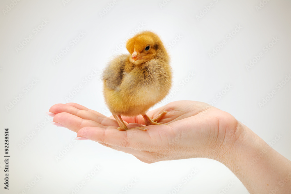 Newborn brown chicken standing in human hand Newborn brown chicken standing in human hand