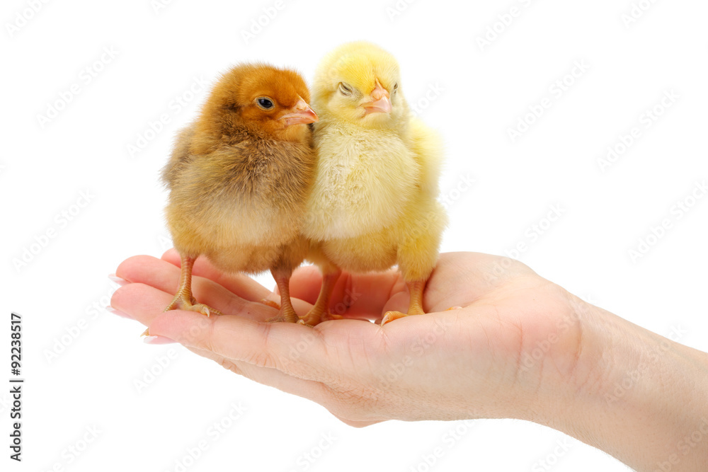 Obraz premium Pair of newborn chickens standing in human hand