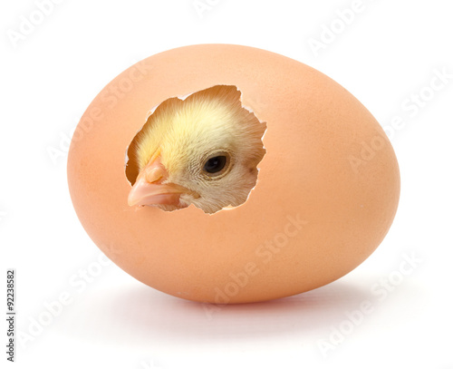 Fotobehang Newborn yellow chicken hatching