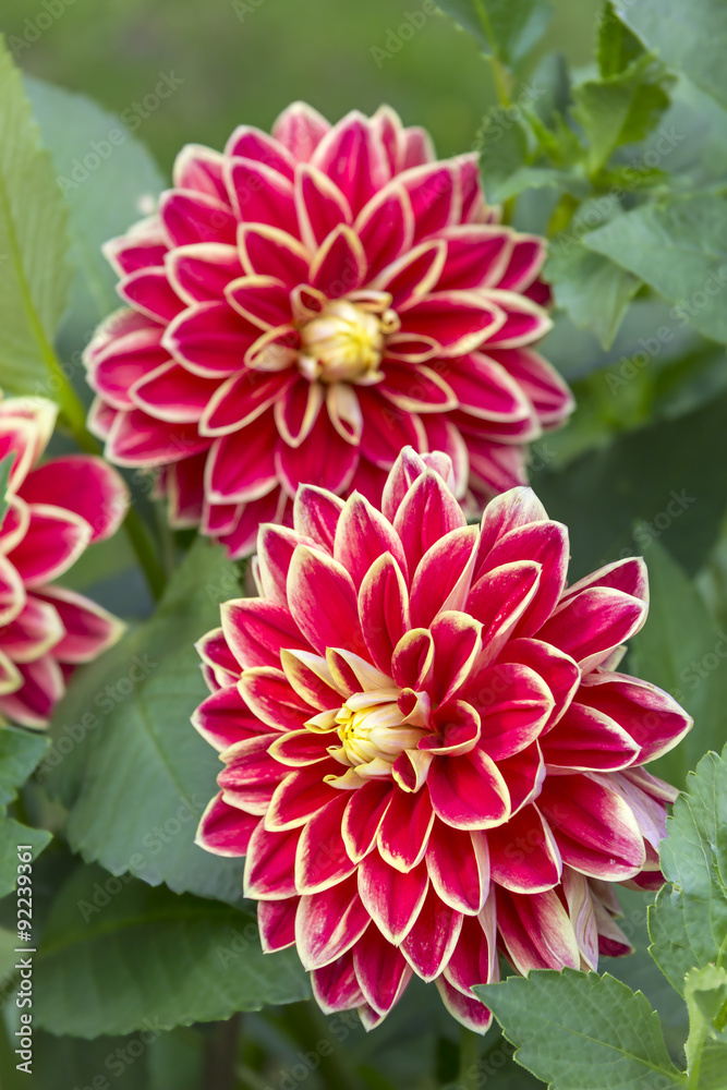 Dahlie, Dahlia