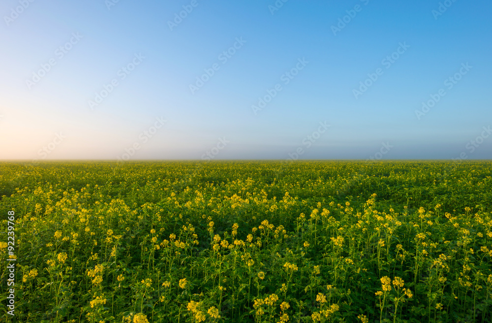 Rapeseed on a sunny foggy field in autumn