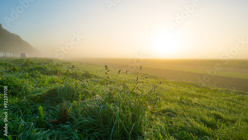 Grass on a hazy field at sunrise in autumn