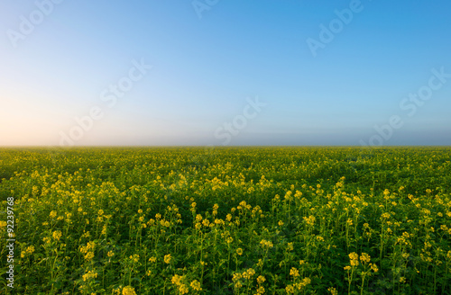 Rapeseed on a sunny foggy field in autumn