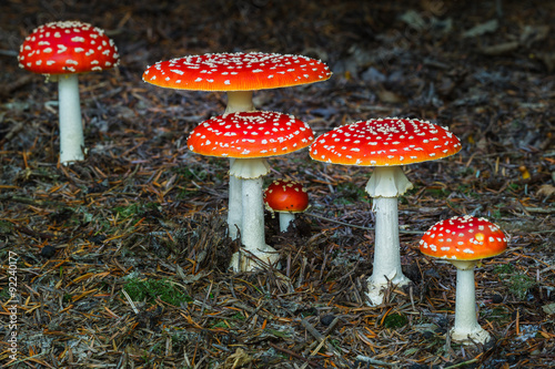 Group of Amanita Muscaria mushrooms in a forest