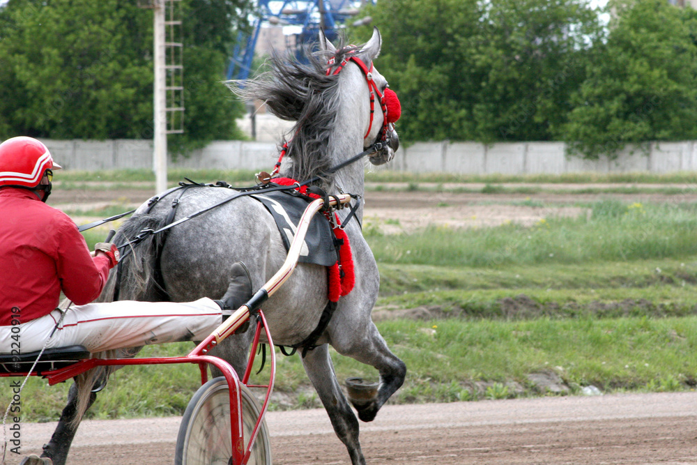 racehorse harnessed to the cart racehorse harnessed to the cart