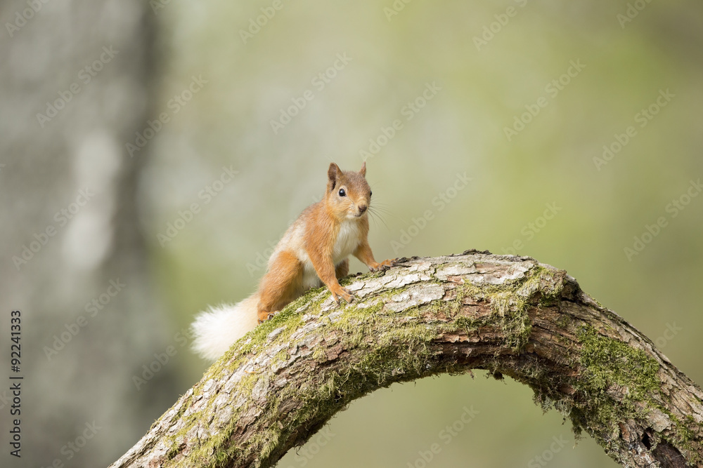 Red Squirrel Looking From An Old Pine Tree. Red Squirrel Looking From An Old Pine Tree.