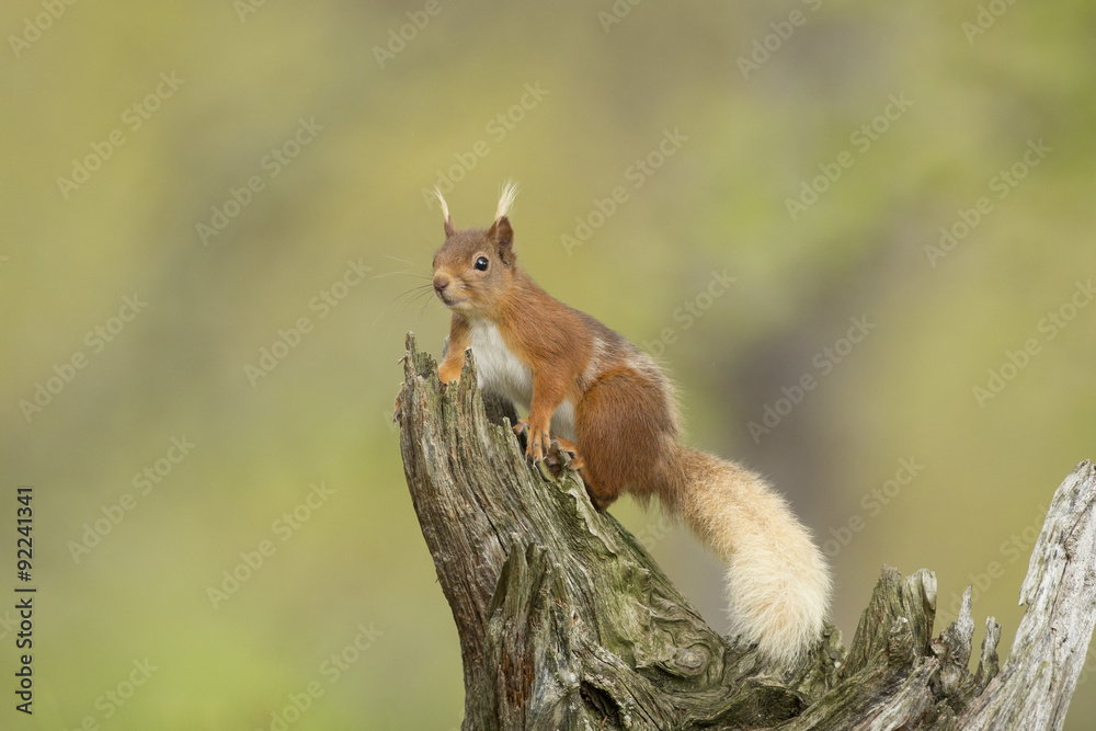 Red Squirrel Posing On An Old Log.