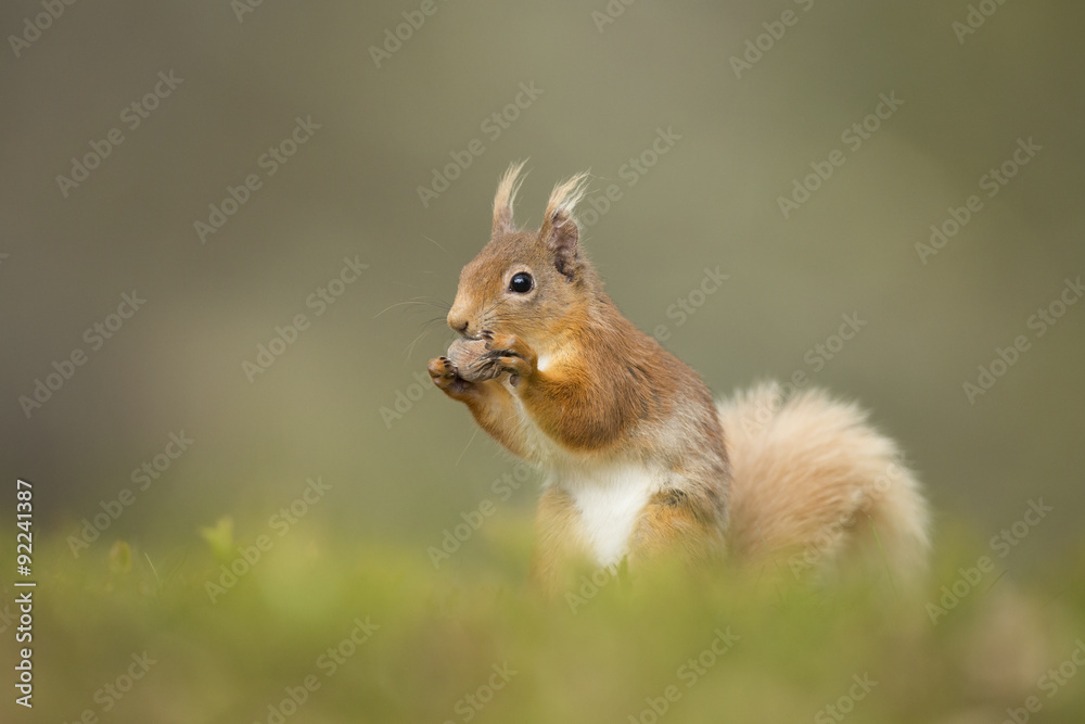 Obraz premium Red Squirrel Tucking Into A Hazelnut.