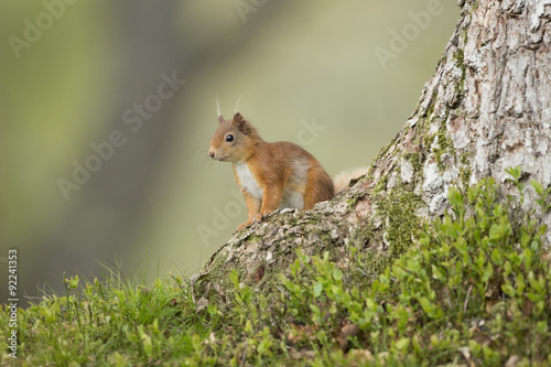 Red Squirrel Sat At The bottom Of A Pine Tree. © Carl Day