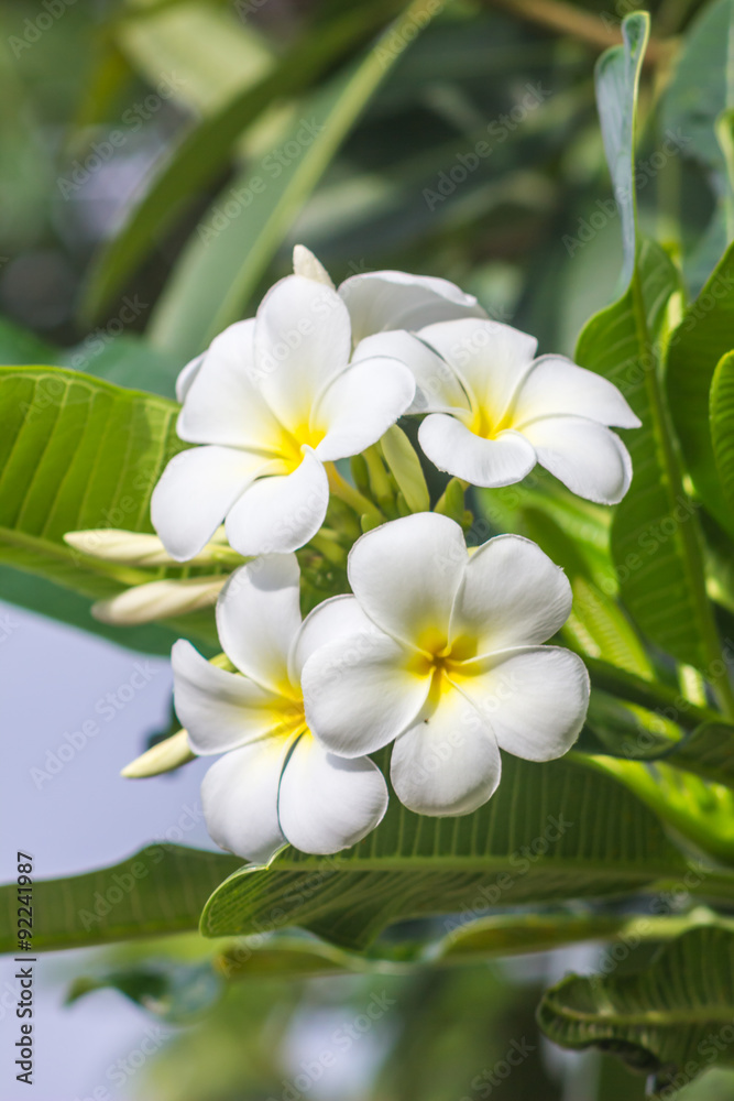 White plumeria on the plumeria tree. White plumeria on the plumeria tree.