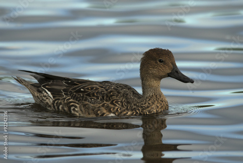 Fotografie Eurasian Wigeon