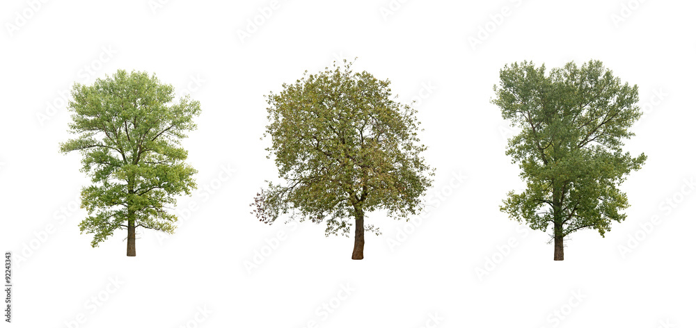 trees isolated