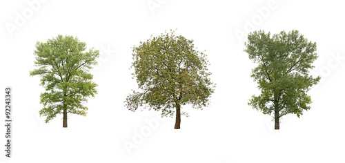 trees isolated
