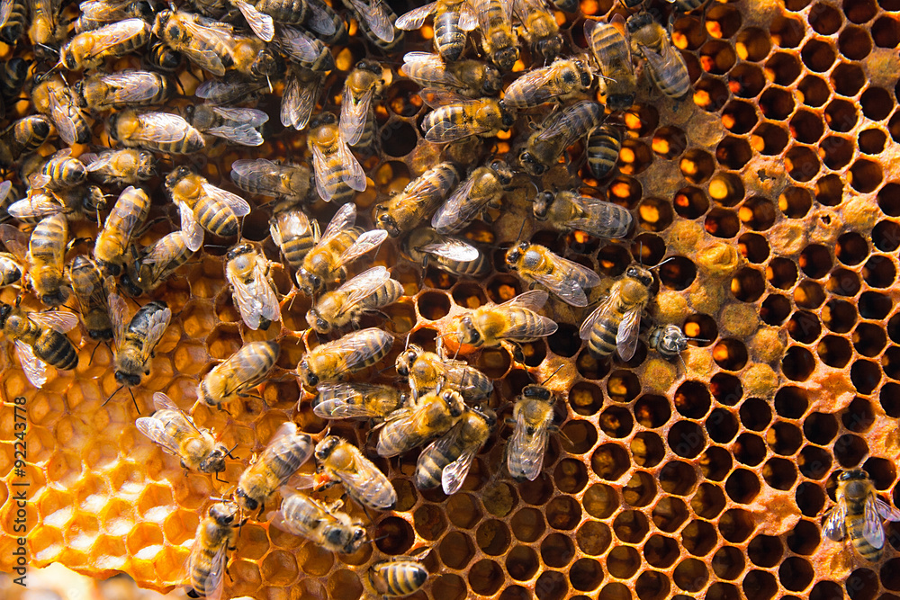 Busy bees, close up view of the working bees on honeycomb. - obrazy, fototapety, plakaty 