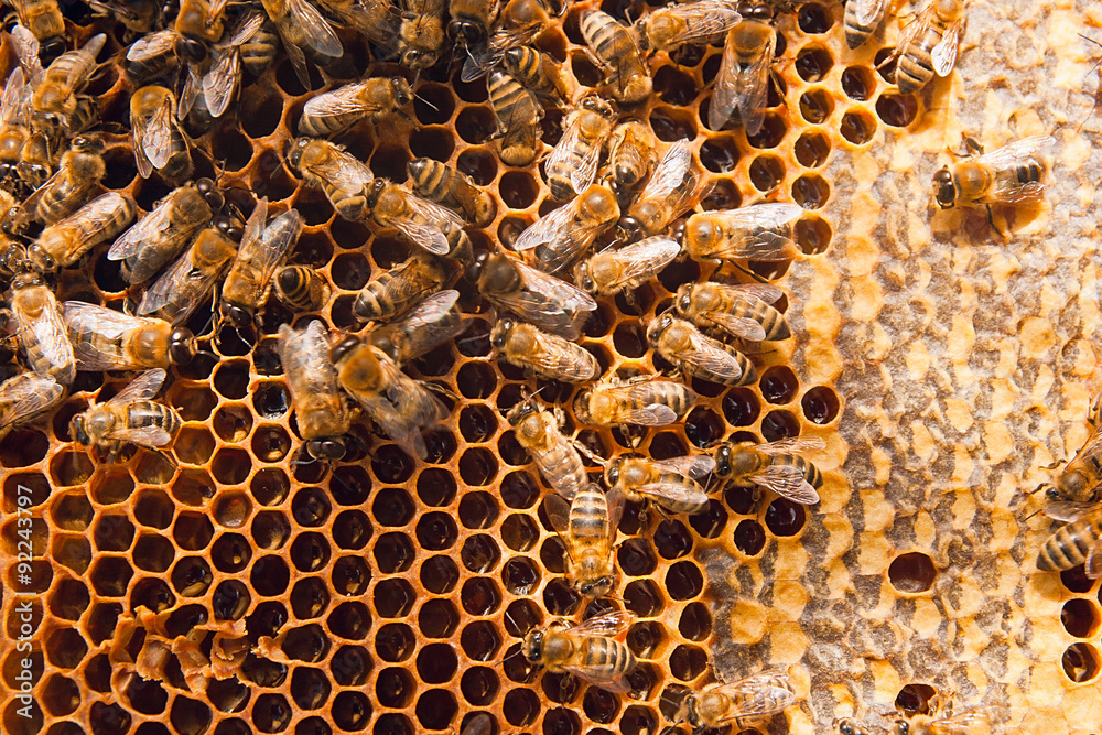 Working bees on the yellow honeycomb with sweet honey. - obrazy, fototapety, plakaty 