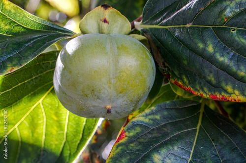 Unripe green persimmon, kaki fruit on branch photo