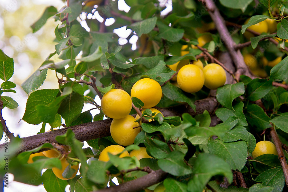 Mature yellow cherry plum (Prunus cerasifera)