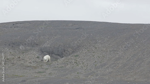 Relevant today: in summer, polar bears remain on Islands and  search of food 2 photo