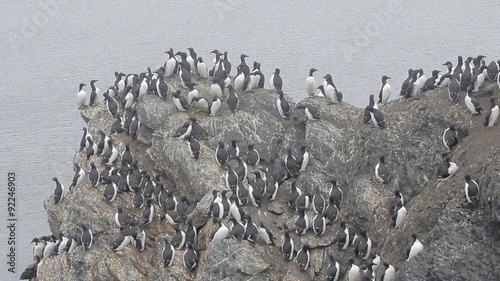 Common guillemots spectacled morphs sit over the Barents sea, Novaya Zemlya photo