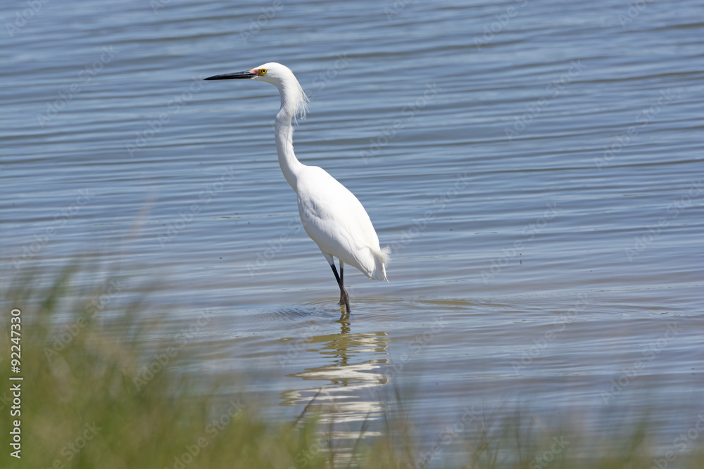 Snowy Egret in a Wetland Pond Snowy Egret in a Wetland Pond