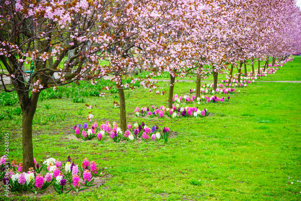 Fototapeta premium Wiśnie z rzędu. Ogród wiosna kwiat.